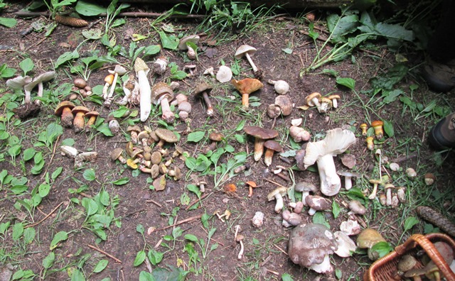 Nasbírané houby